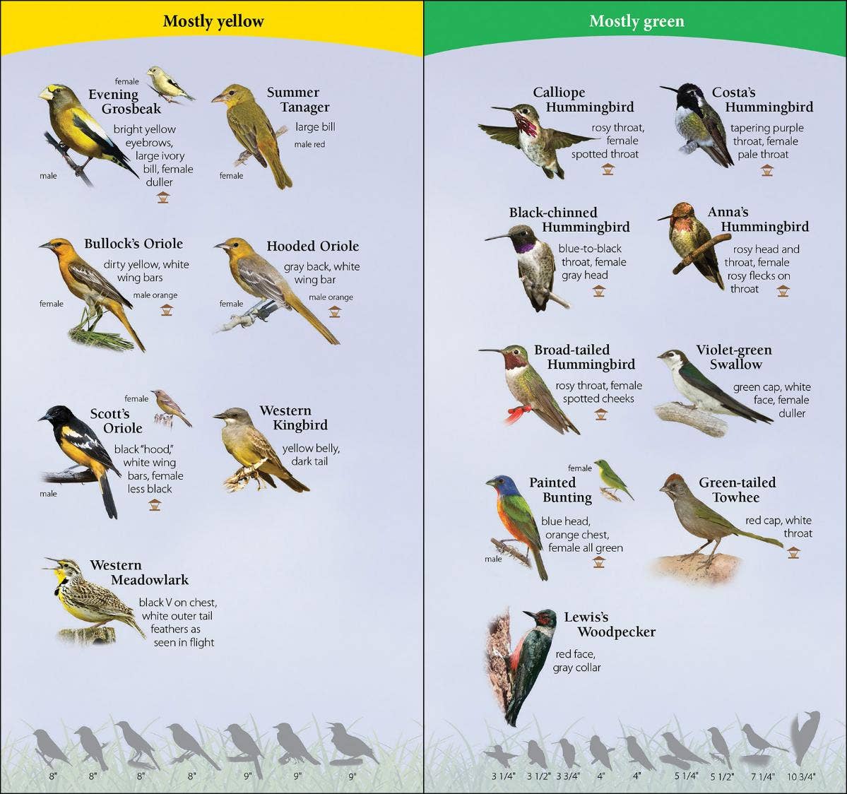 Birds of Southwest Quick Guide