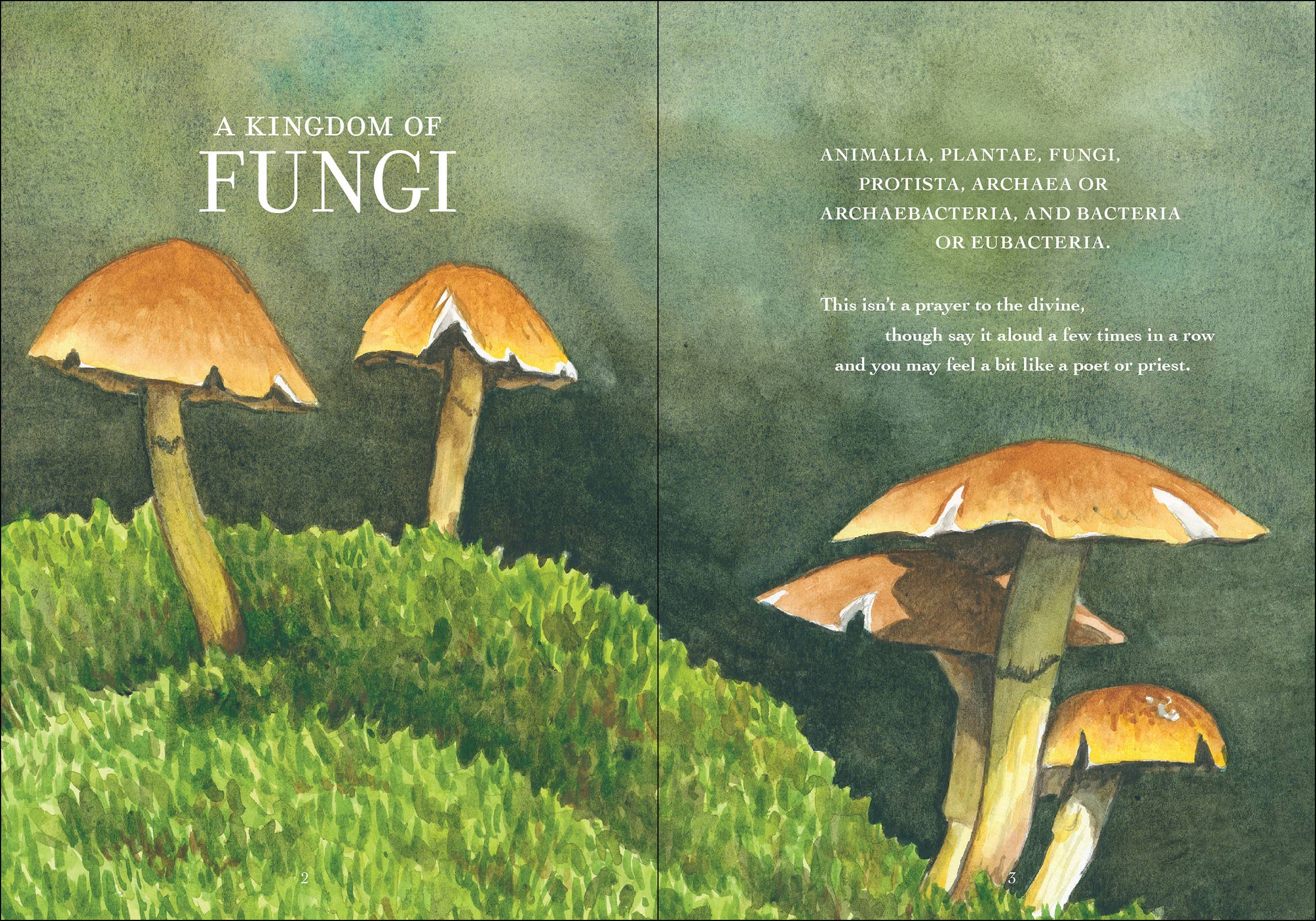 Wonder of Mushrooms