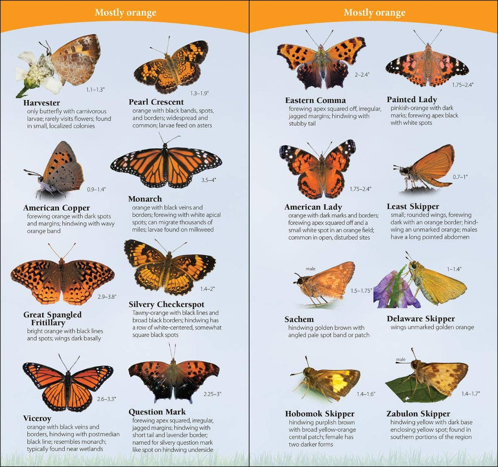 Butterflies of South & Southeast Quick Guide