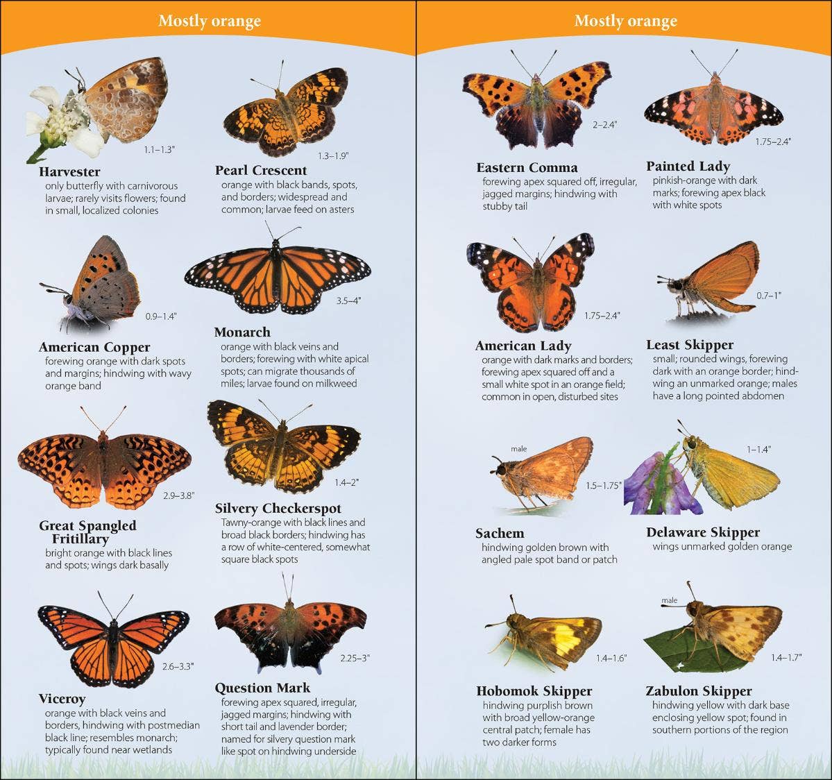 Butterflies of South & Southeast Quick Guide