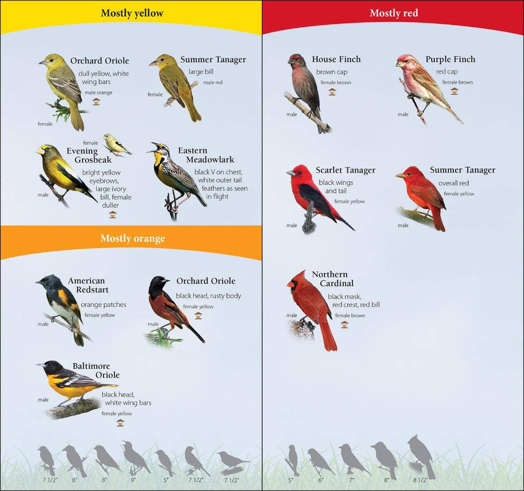 Birds of South Quick Guide
