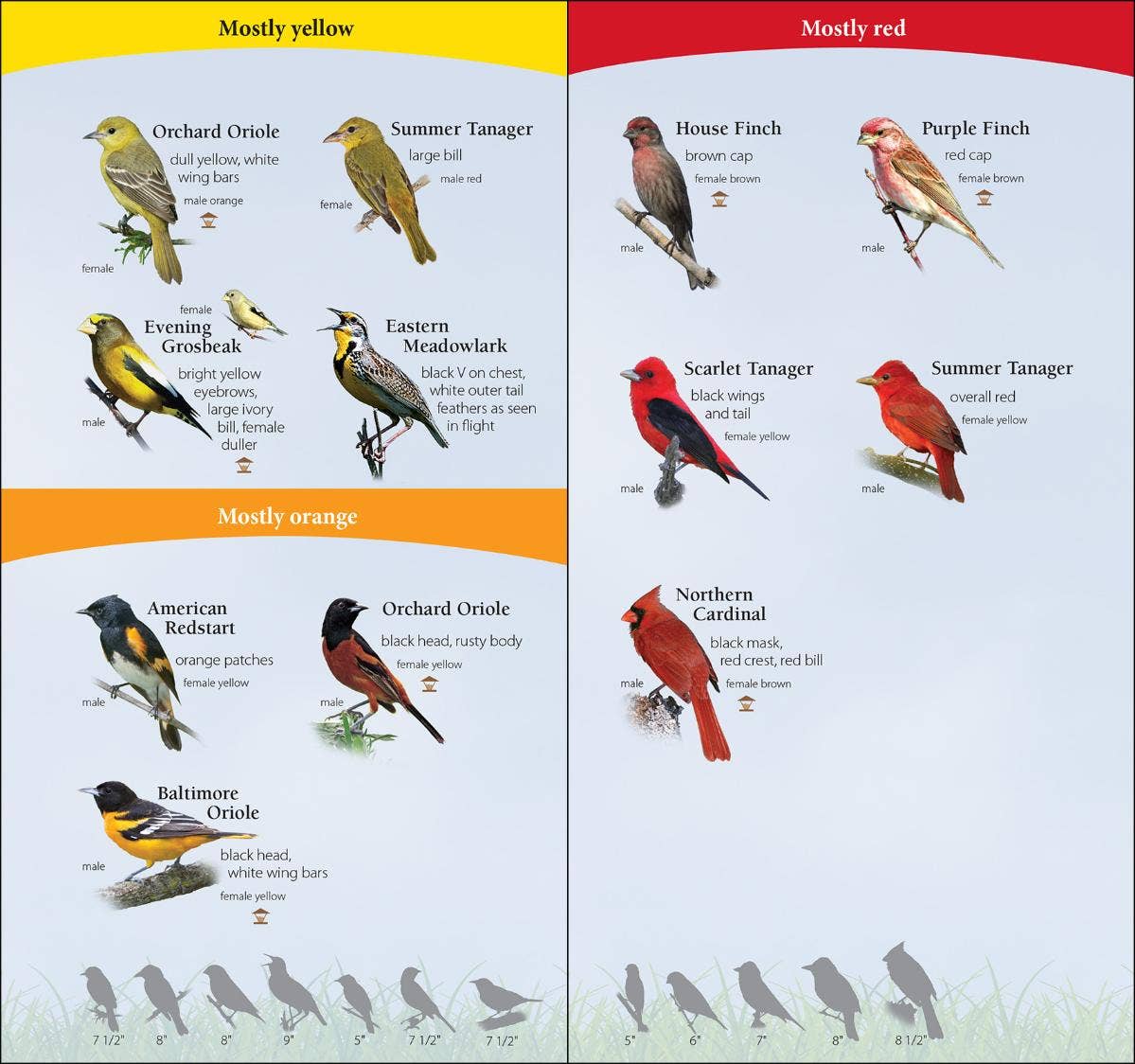 Birds of South Quick Guide