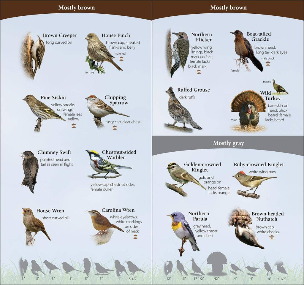 Birds of South Quick Guide