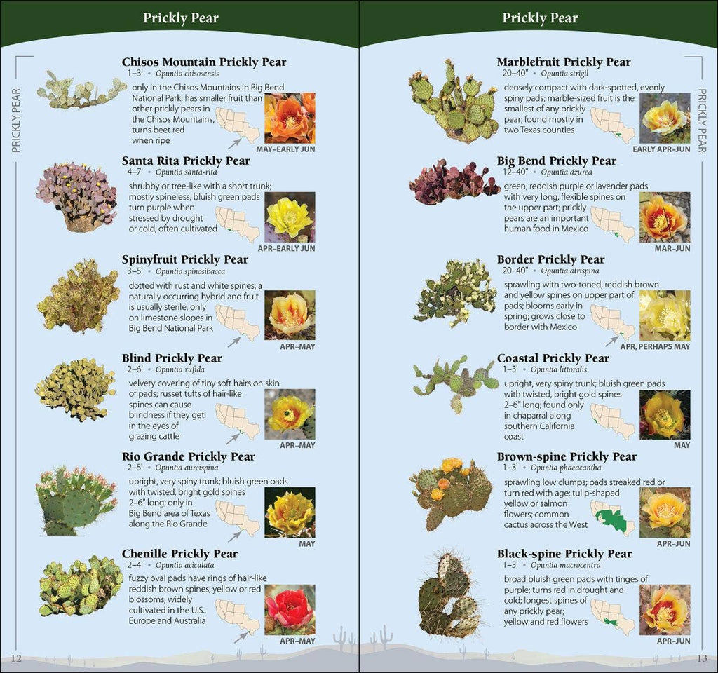 Cactus of Southwest Quick Guide