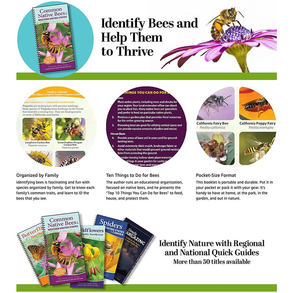 Common Native Bees of Western US Quick Guide
