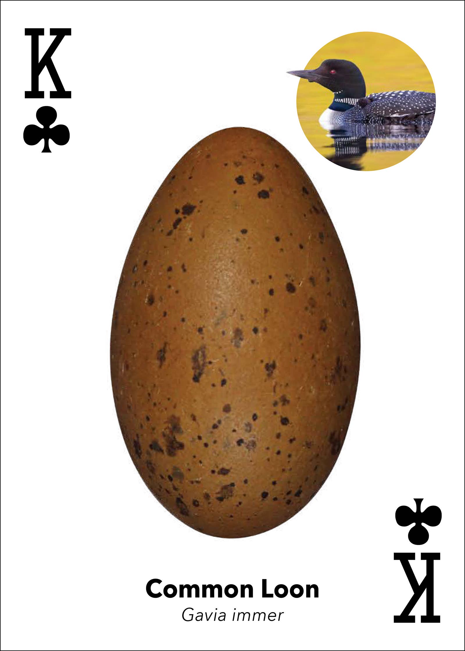 Bird Eggs Playing Cards