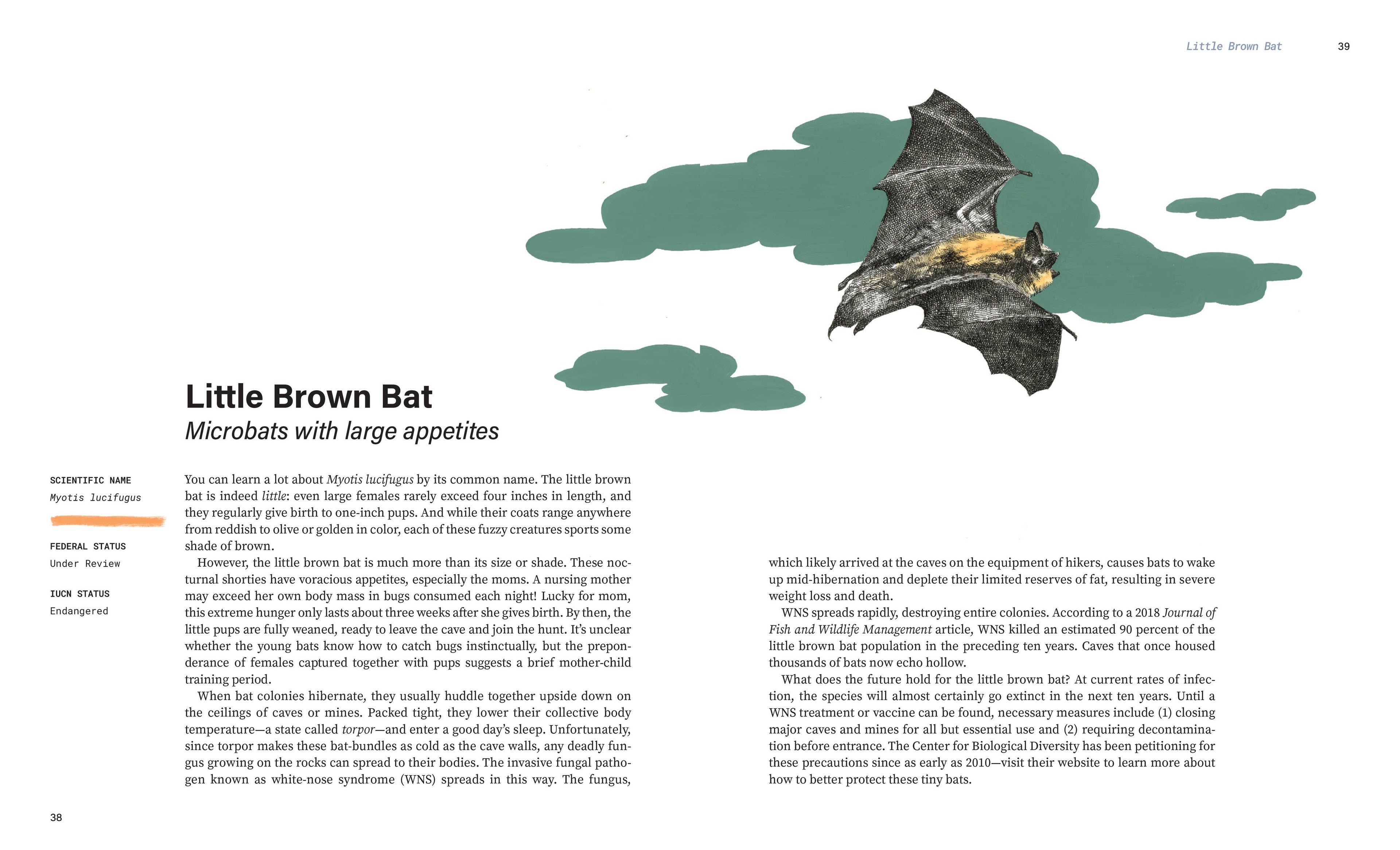 Rare Air: Endangered Birds, Bats, Butterflies & Bees