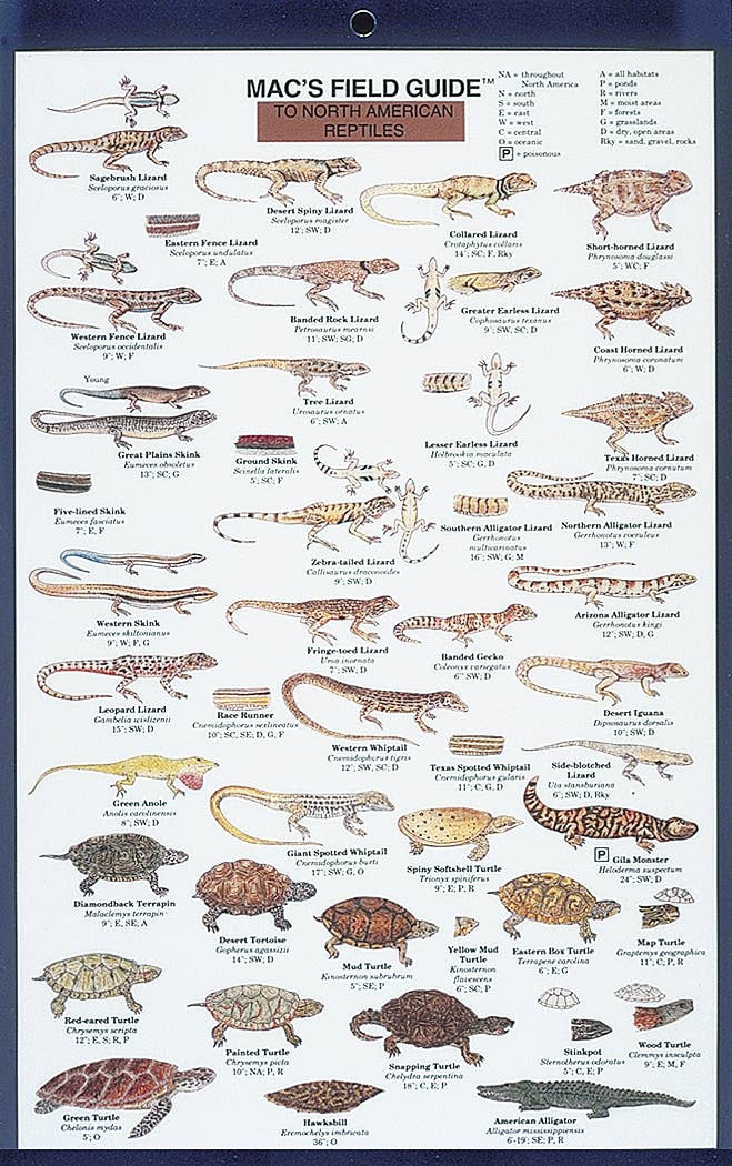 Mac's Field Guides: North American Reptiles