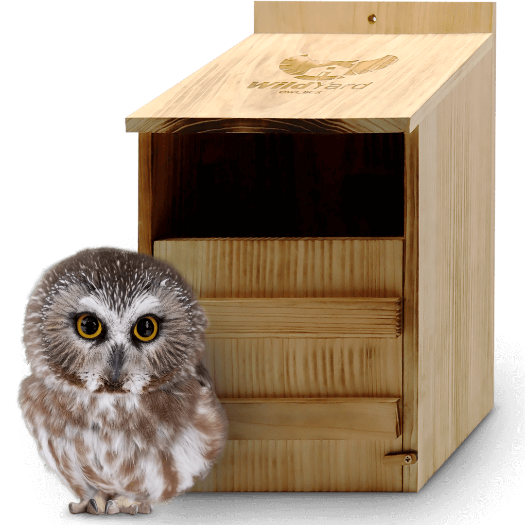 Owl Box for Yards