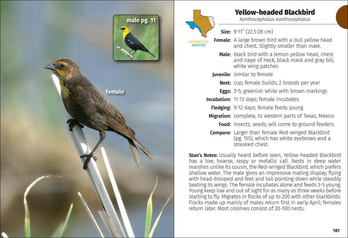 Birds of Texas Field Guide 2e