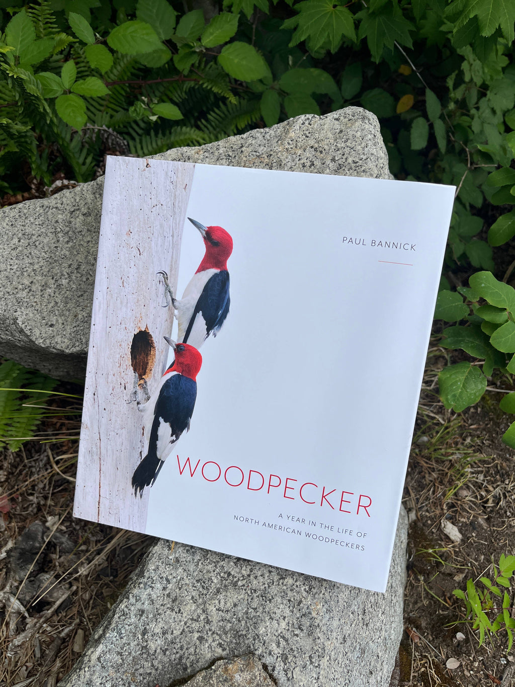 Woodpecker