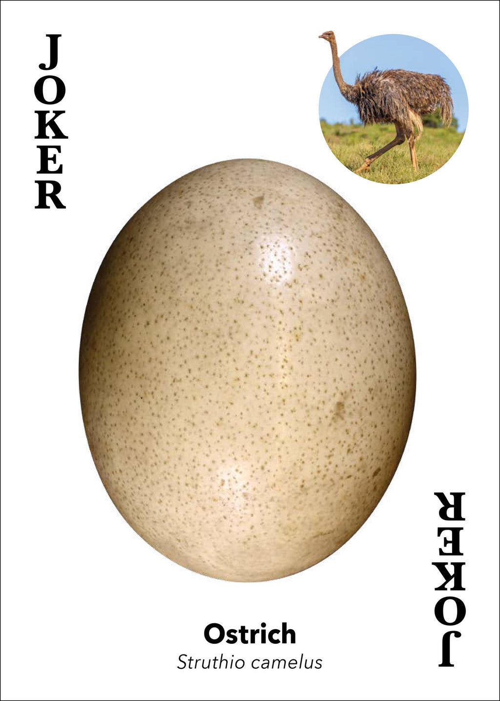 Bird Eggs Playing Cards