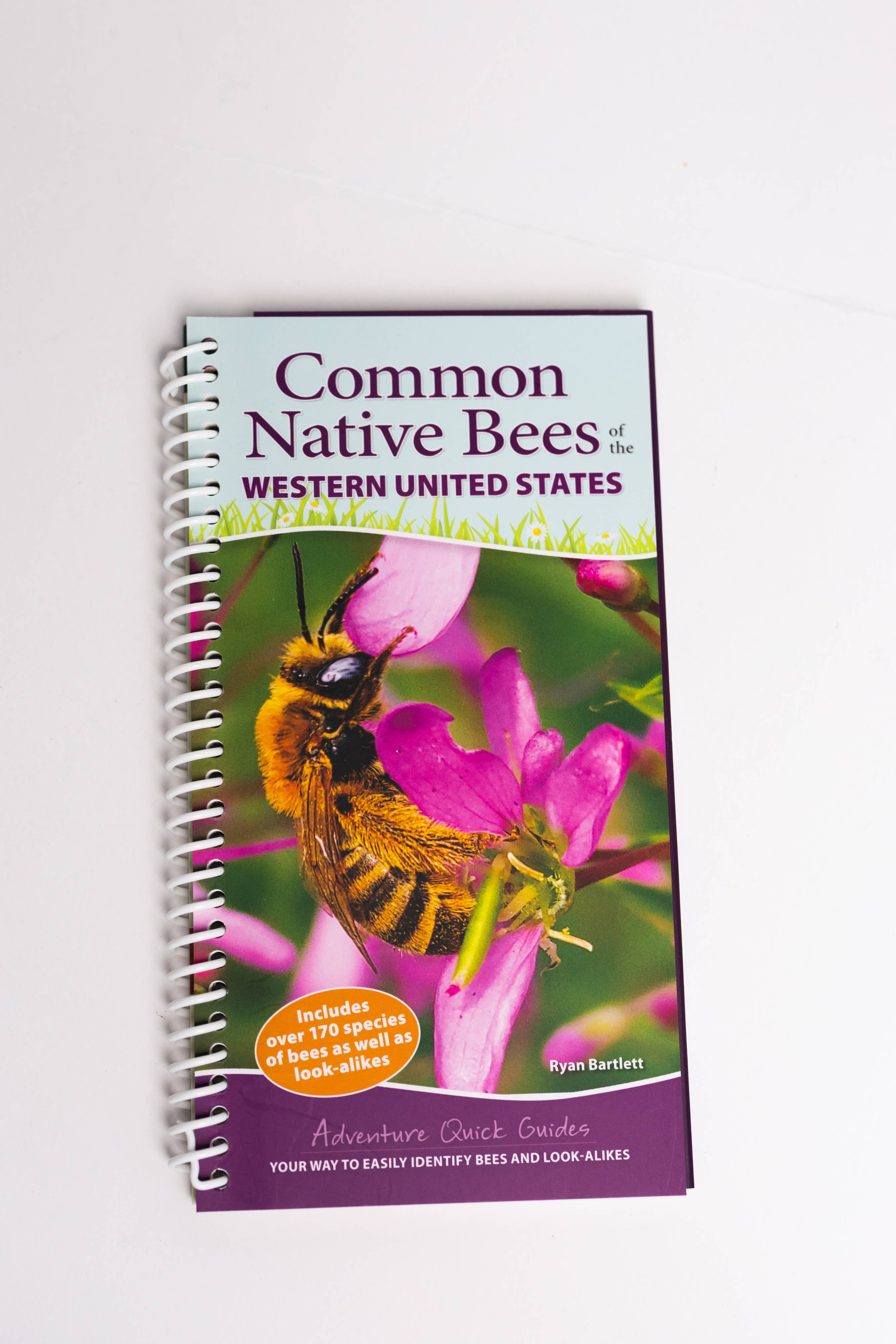 Common Native Bees of Western US Quick Guide