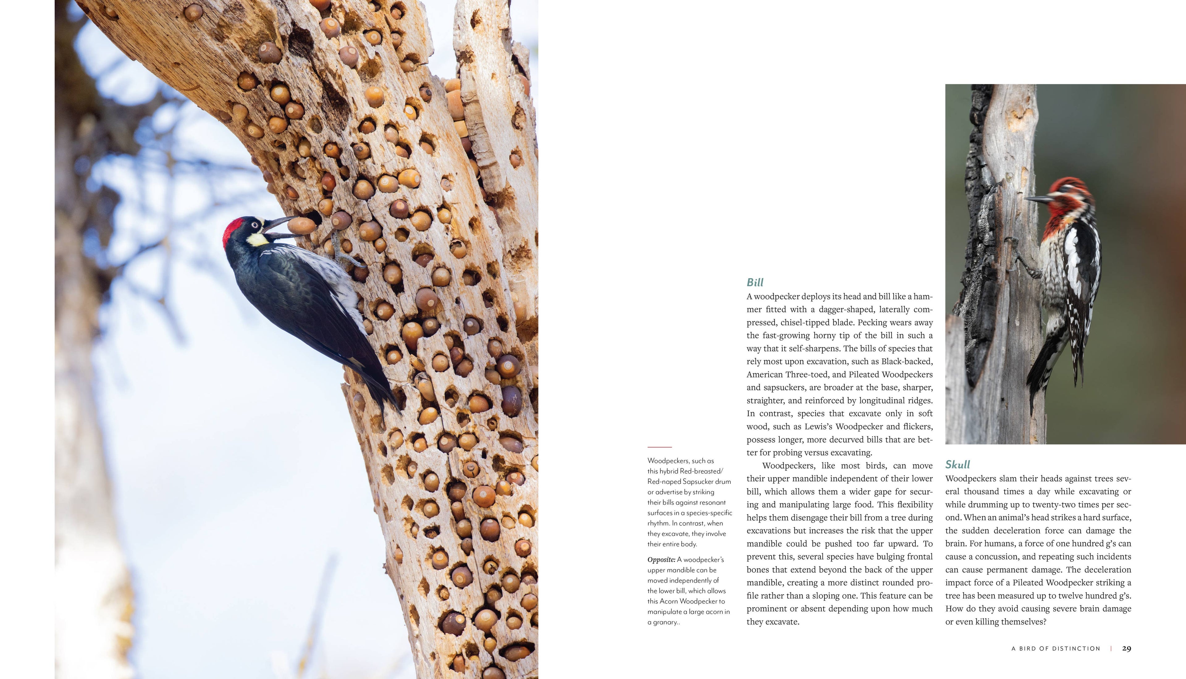 Woodpecker