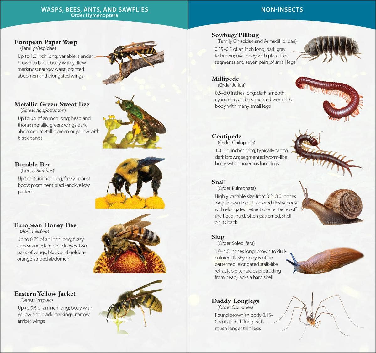 Garden Bugs & Insects of the South & Southeast