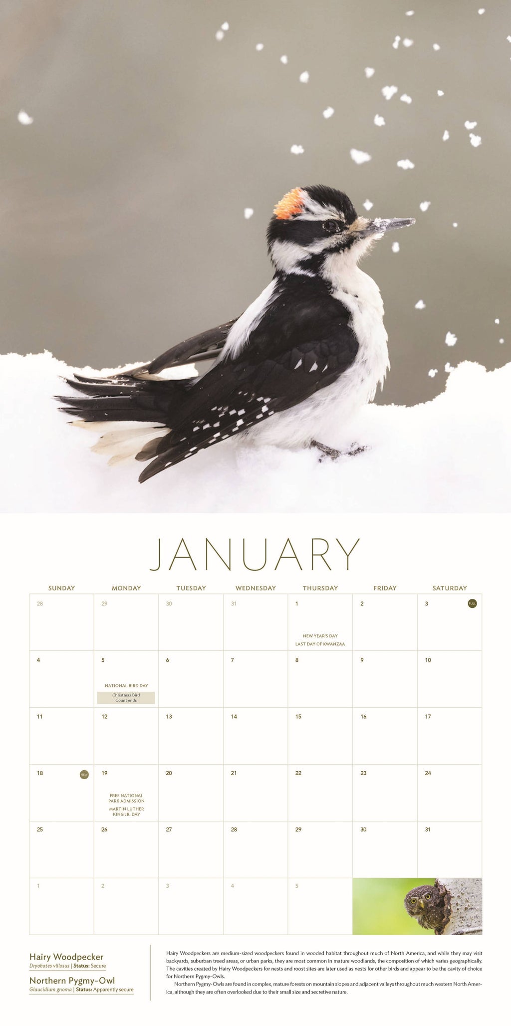 The Owl & the Woodpecker 2026: 12-Month Wall Calendar