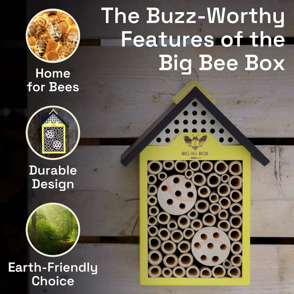 Bee House – Big Bee Box