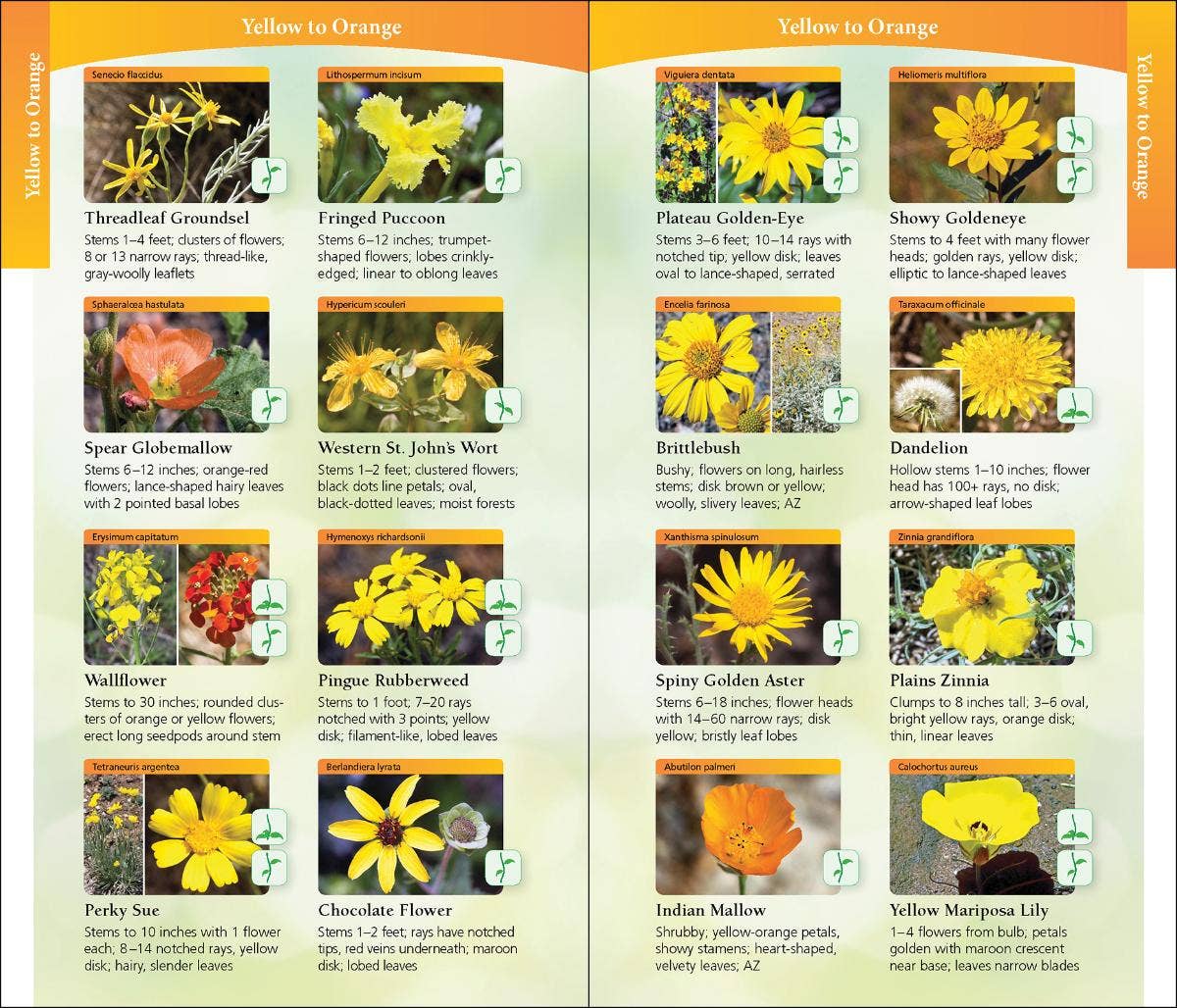 Wildflowers of Arizona and New Mexico Quick Guide
