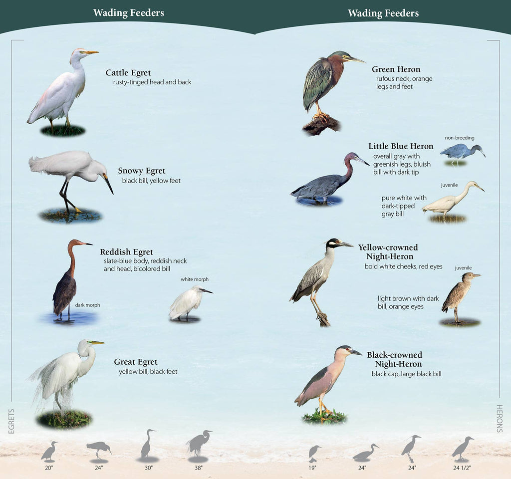 Shorebirds of Southeast & Gulf Quick Guide