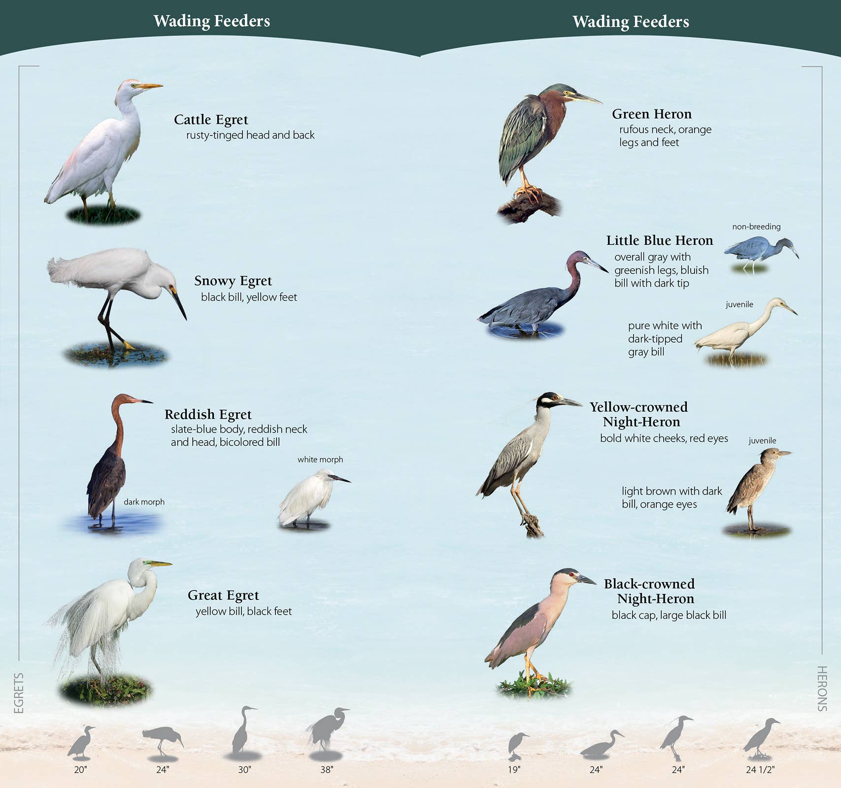 Shorebirds of Southeast & Gulf Quick Guide