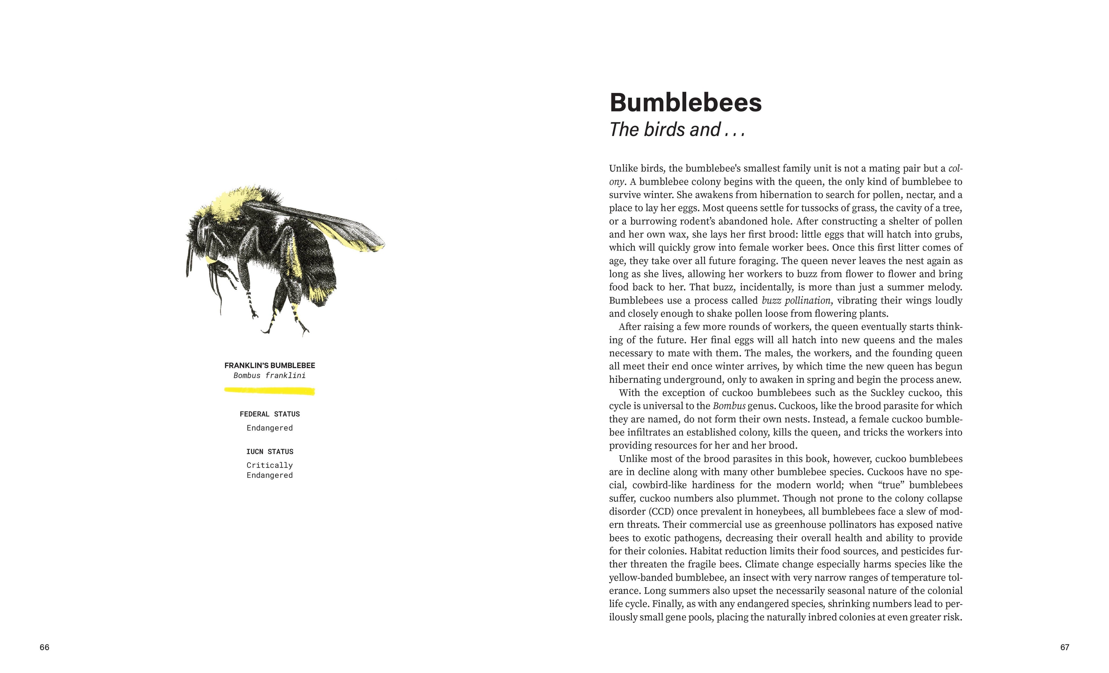 Rare Air: Endangered Birds, Bats, Butterflies & Bees