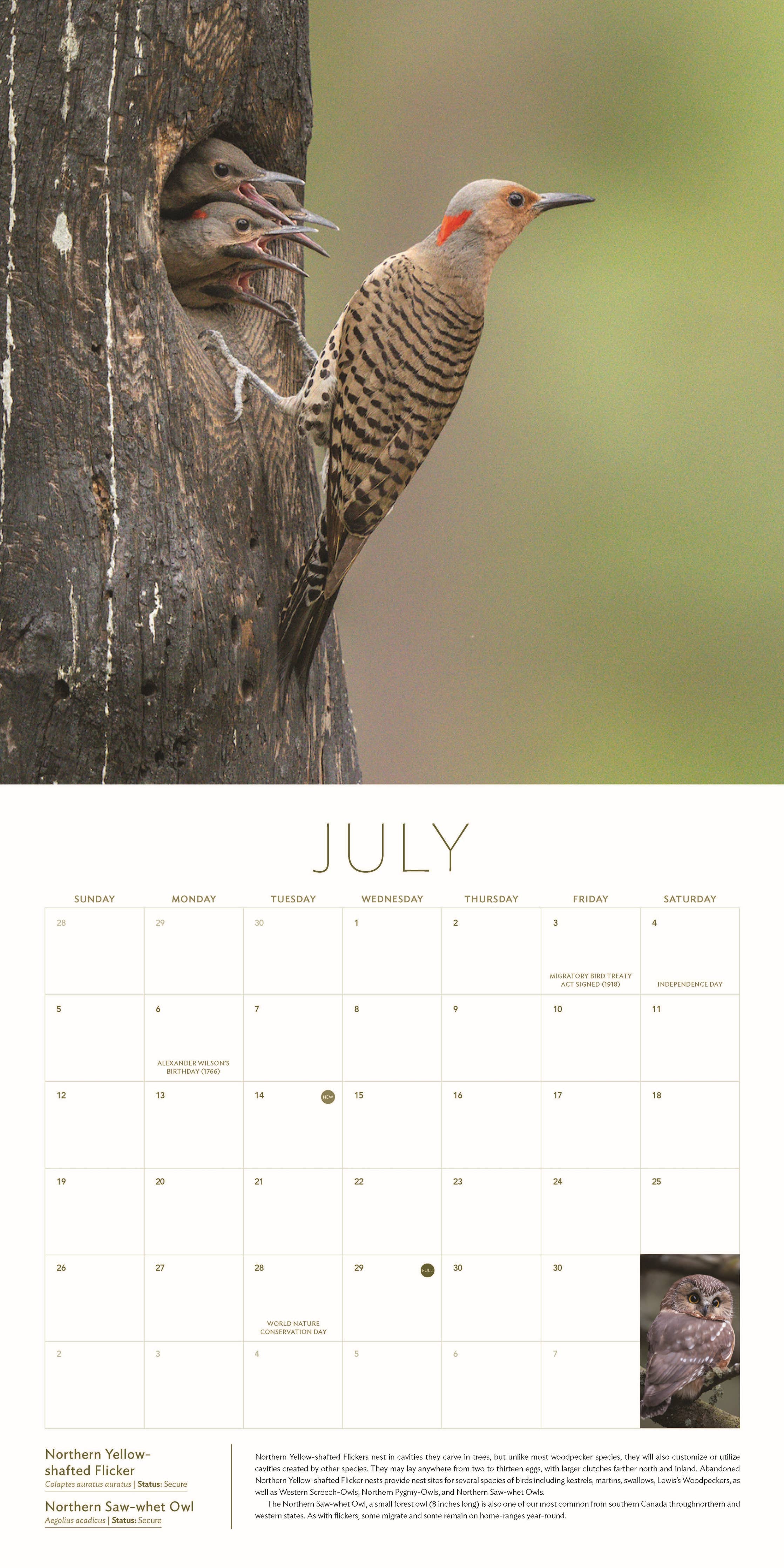The Owl & the Woodpecker 2026: 12-Month Wall Calendar