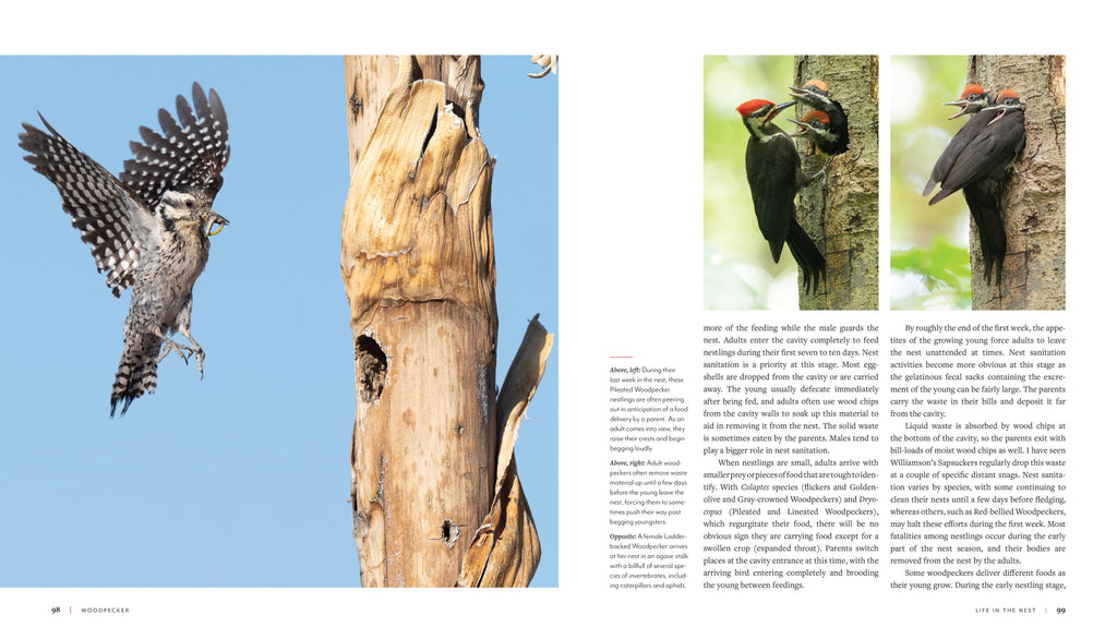 Woodpecker