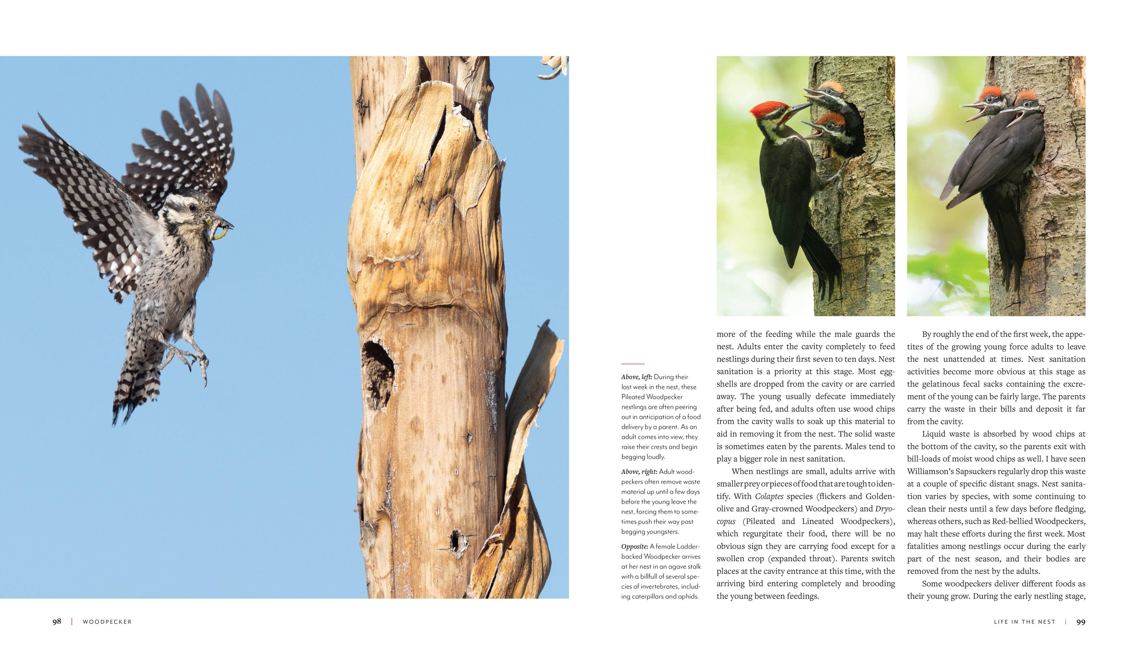 Woodpecker