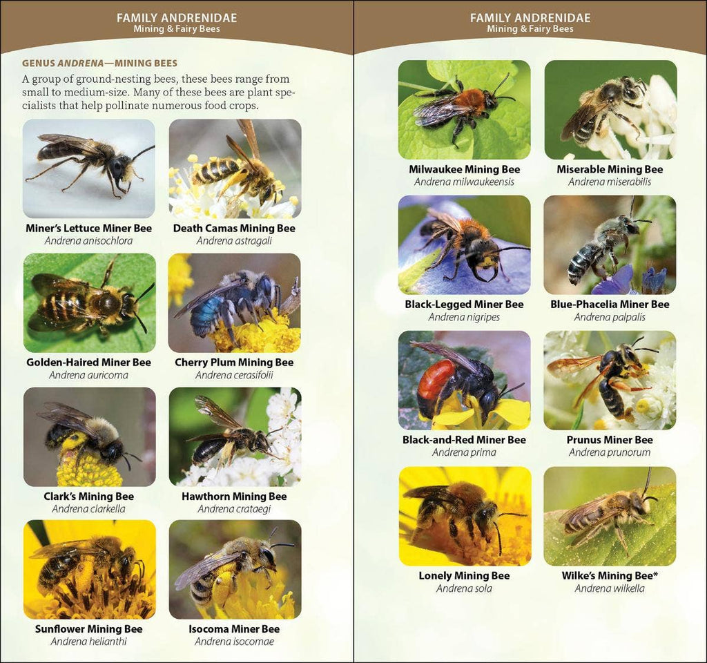 Common Native Bees of Western US Quick Guide