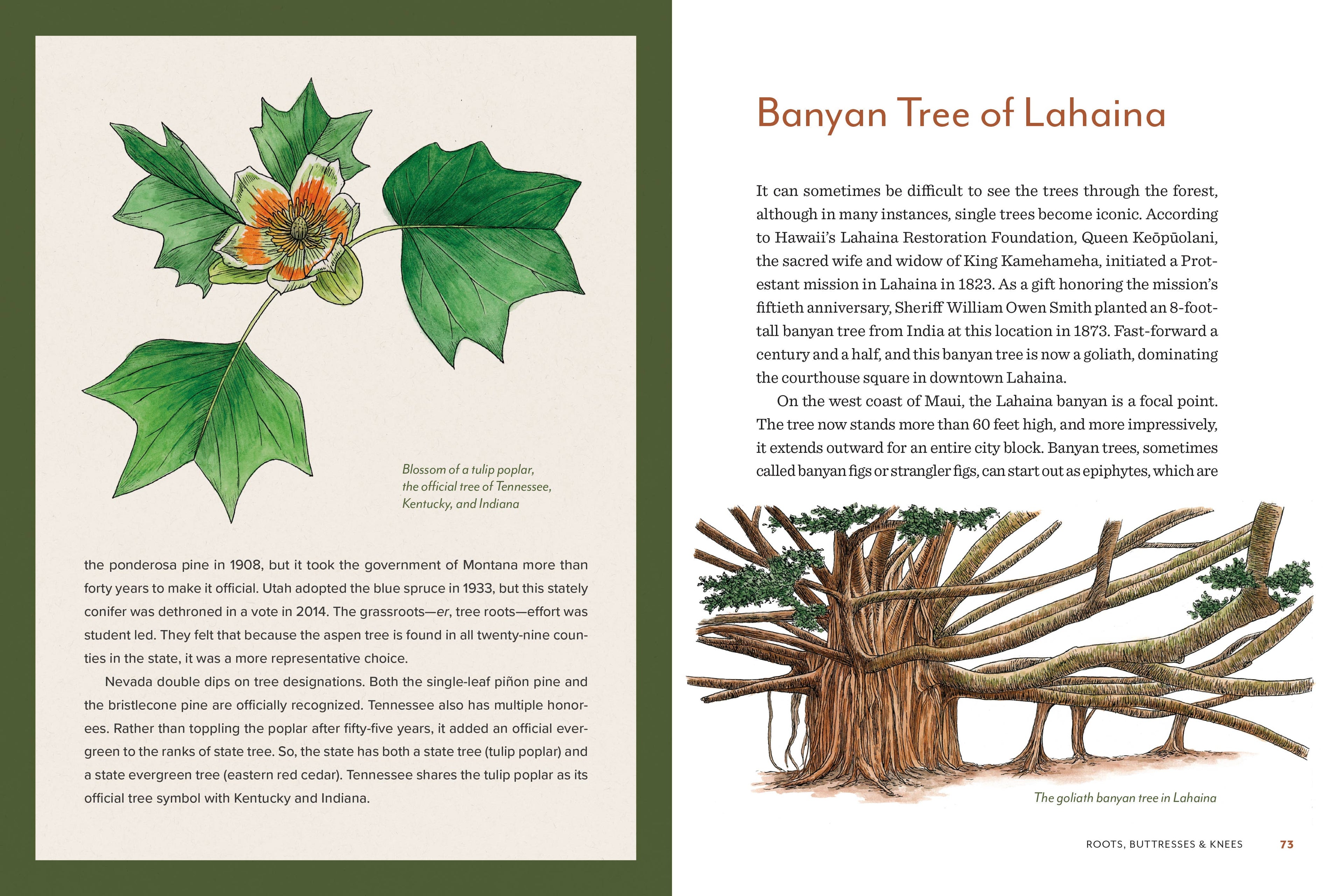 Knowing the Trees