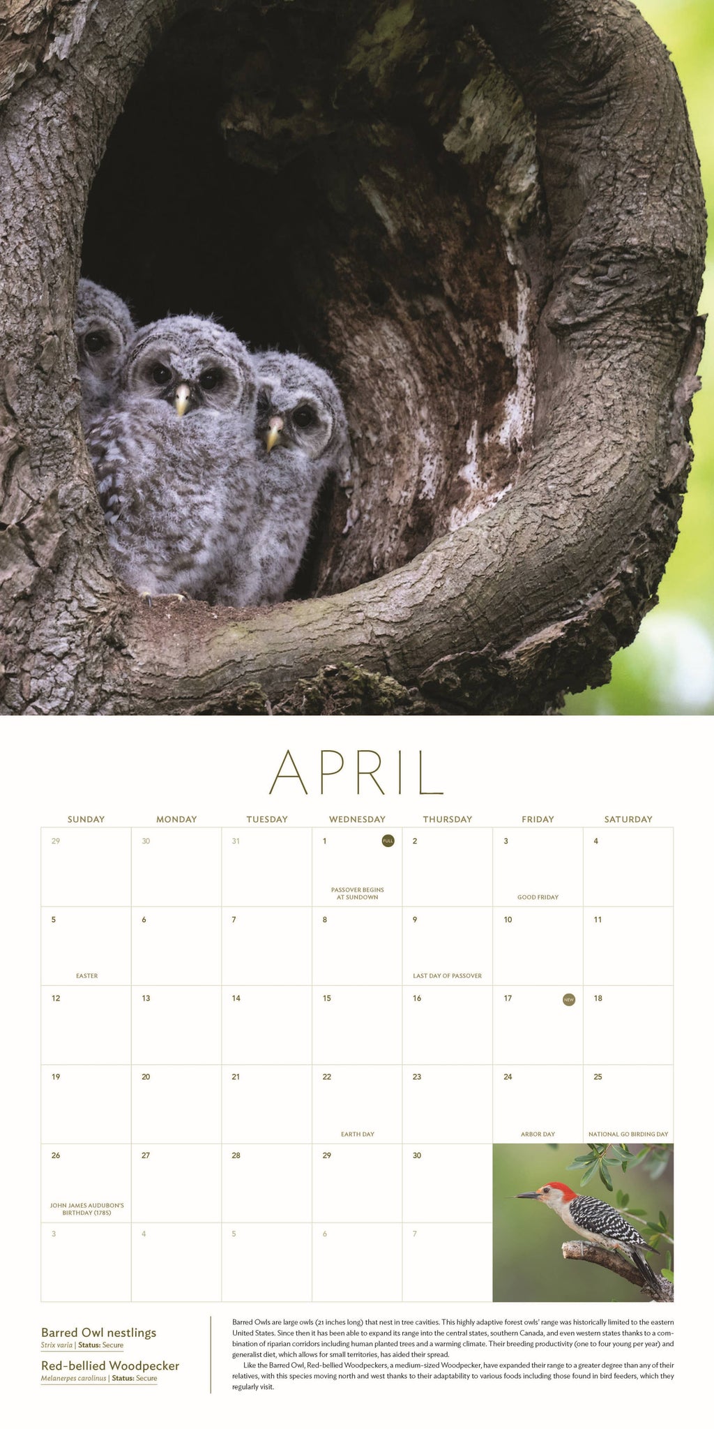 The Owl & the Woodpecker 2026: 12-Month Wall Calendar