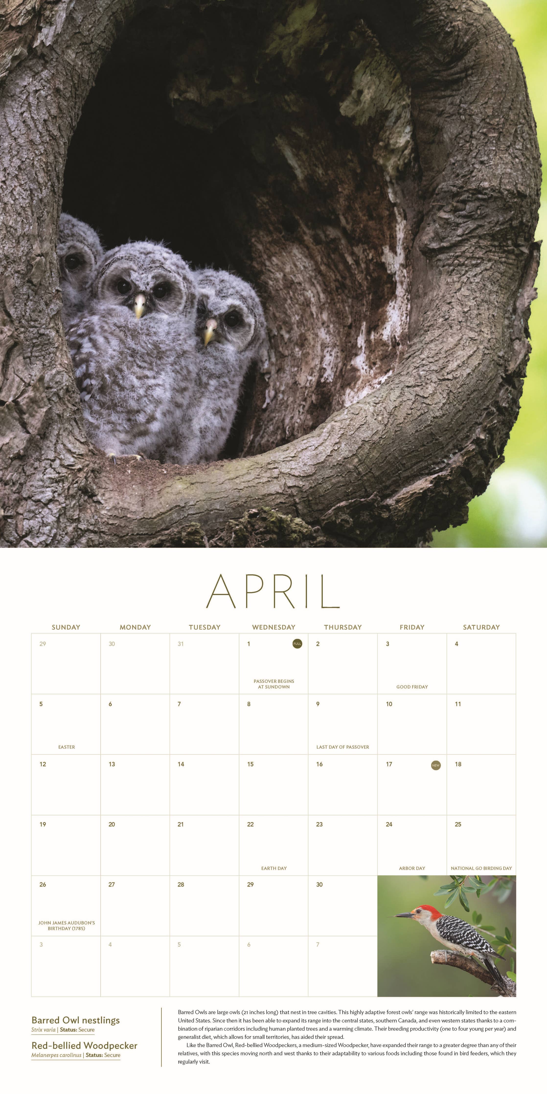 The Owl & the Woodpecker 2026: 12-Month Wall Calendar