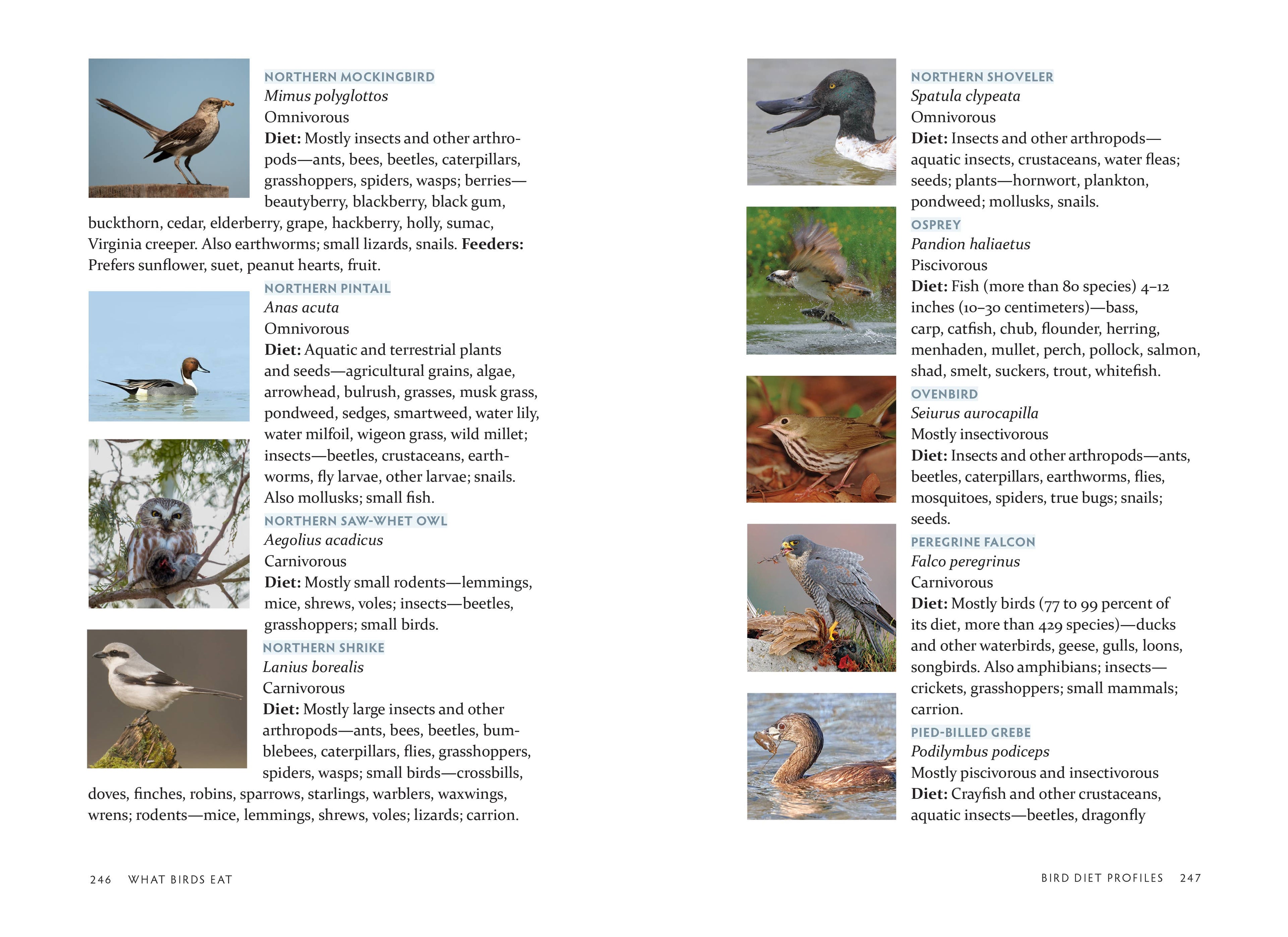 What Birds Eat