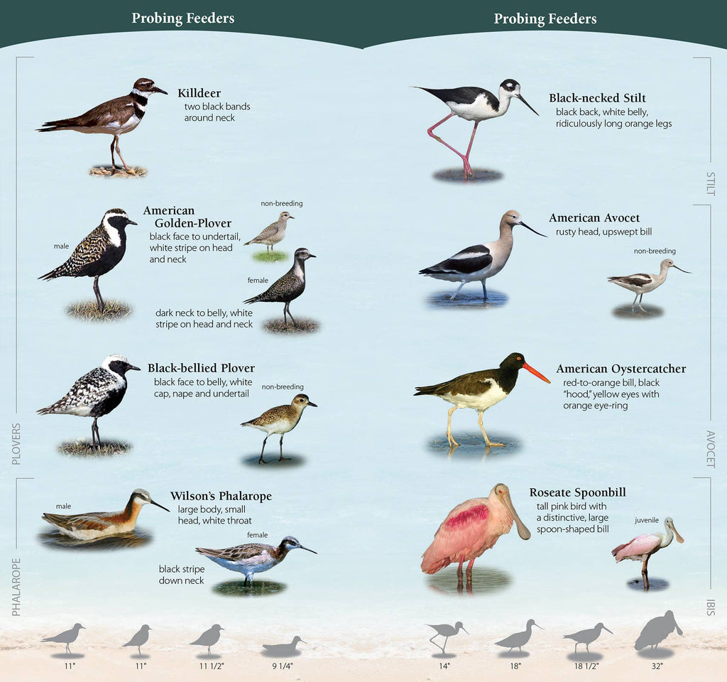 Shorebirds of Southeast & Gulf Quick Guide