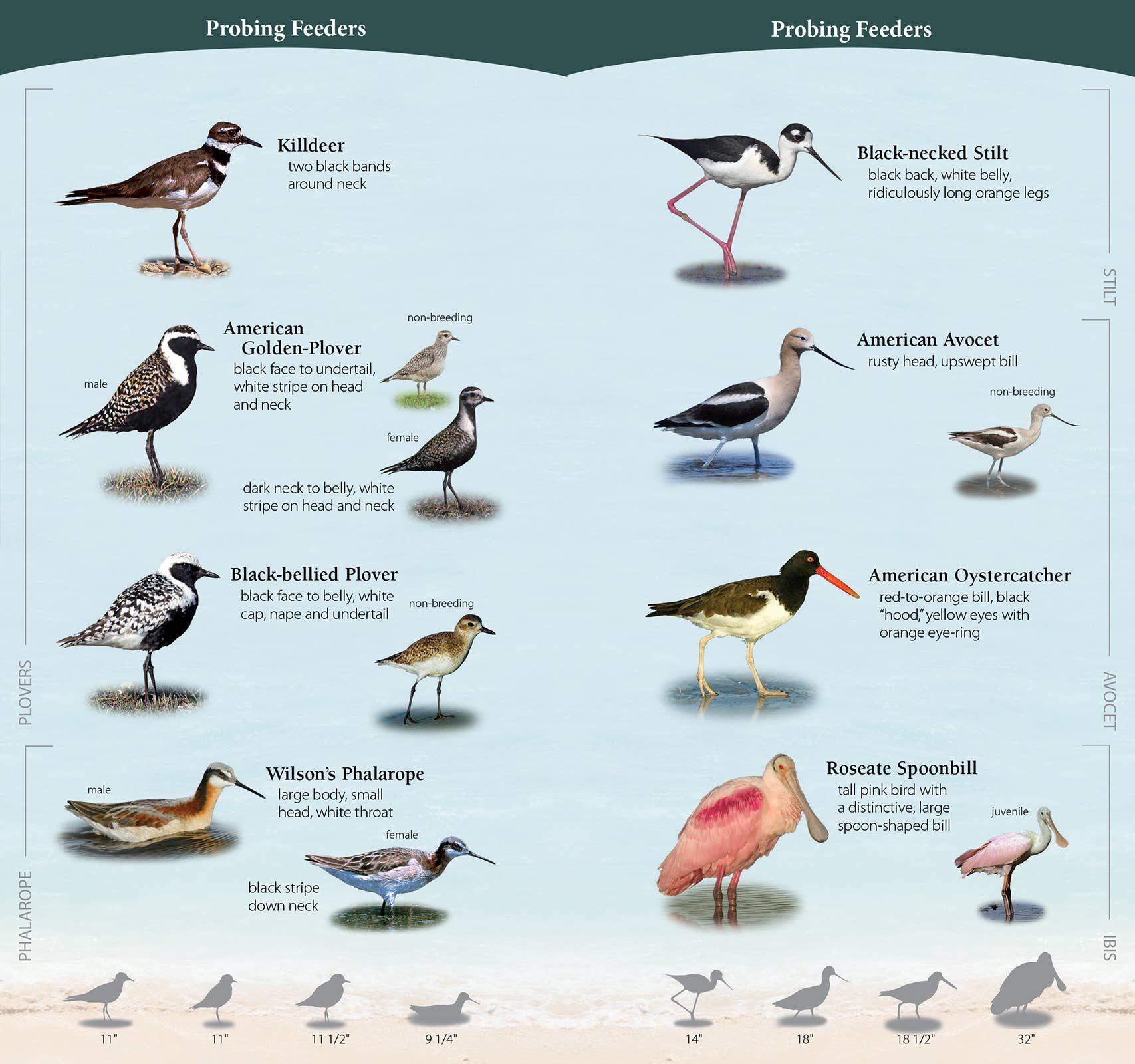 Shorebirds of Southeast & Gulf Quick Guide