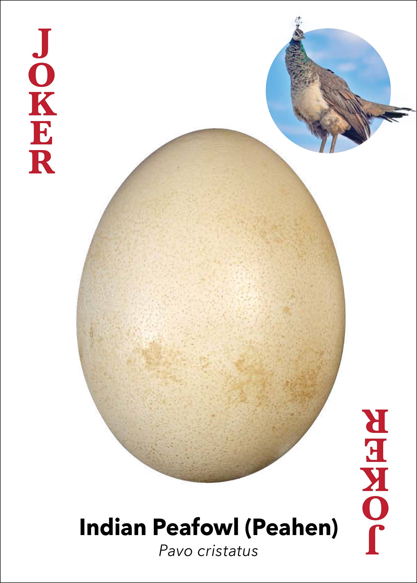Bird Eggs Playing Cards