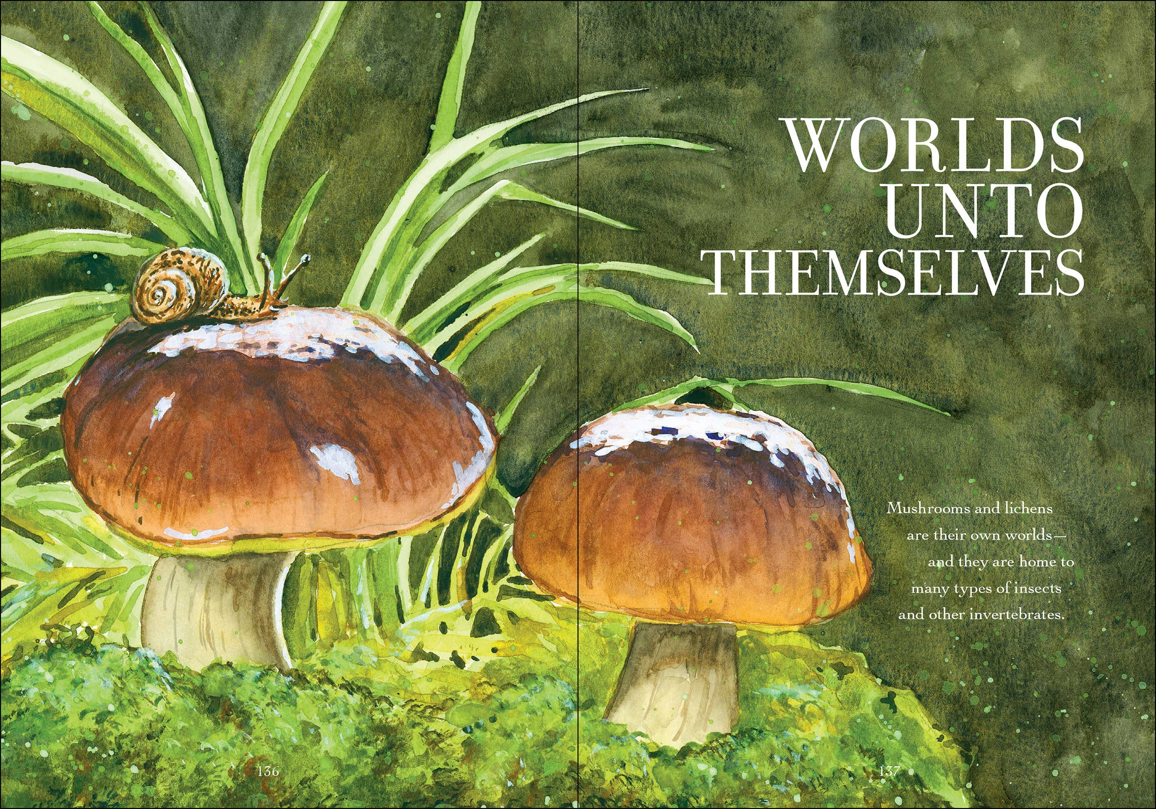 Wonder of Mushrooms