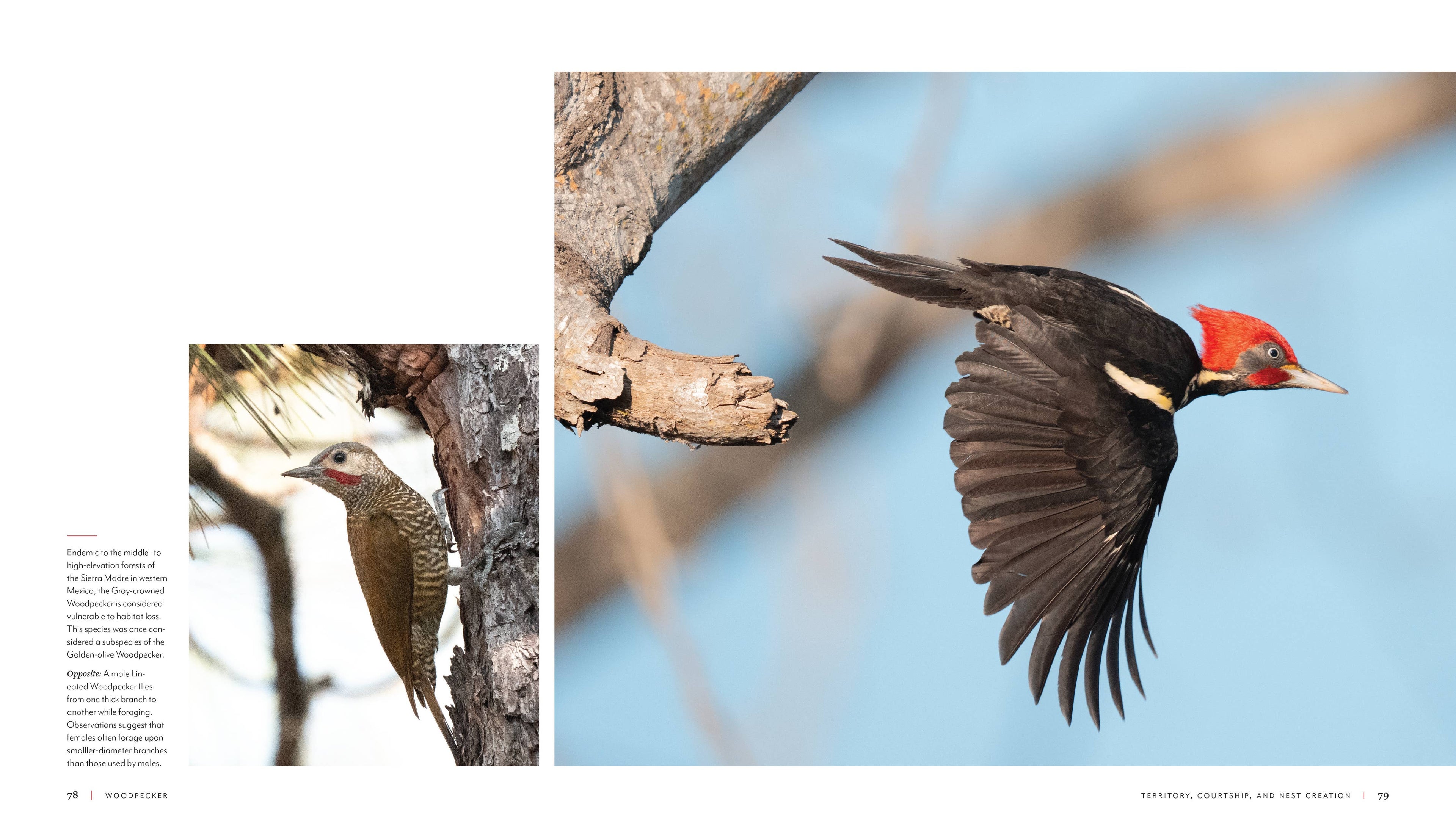 Woodpecker