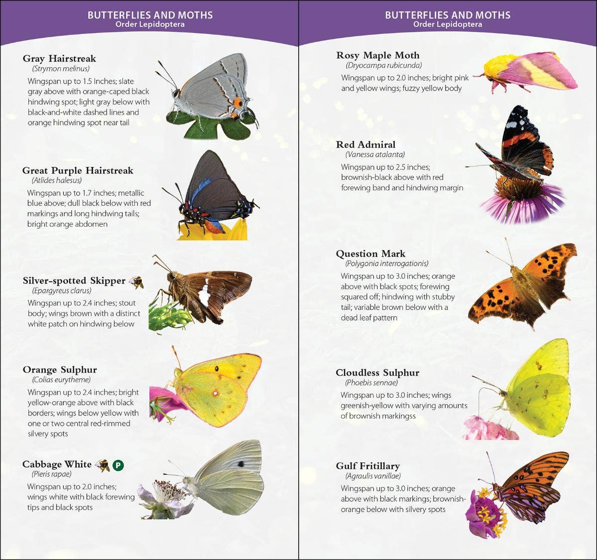 Garden Bugs & Insects of the South & Southeast