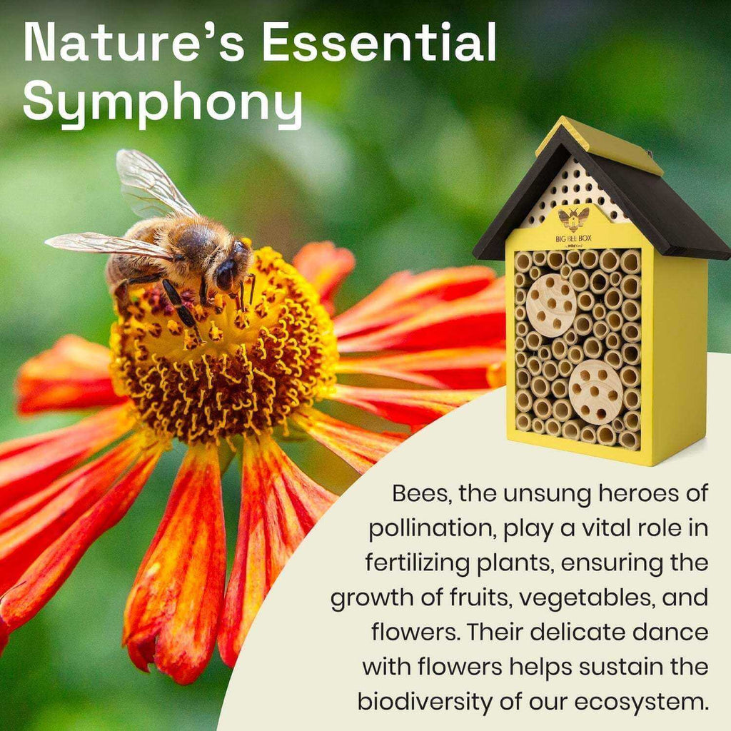 Bee House – Big Bee Box