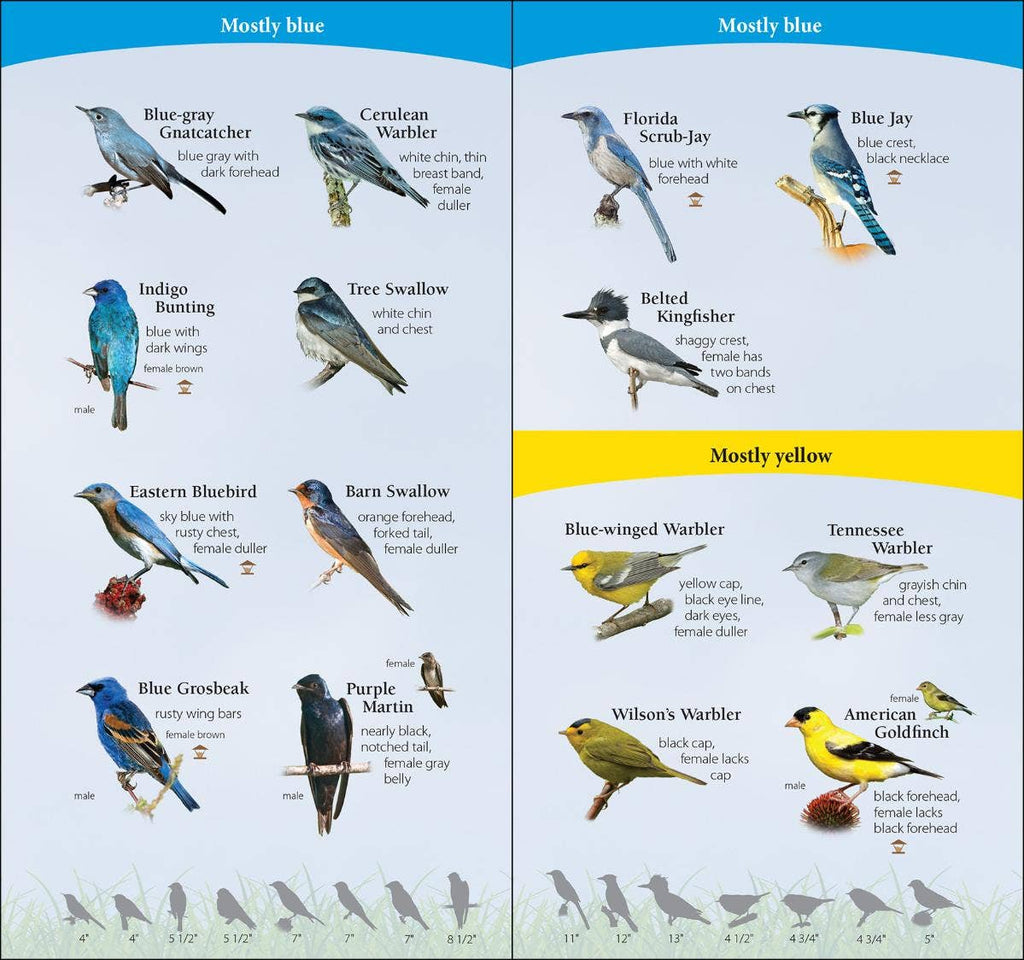 Birds of South Quick Guide