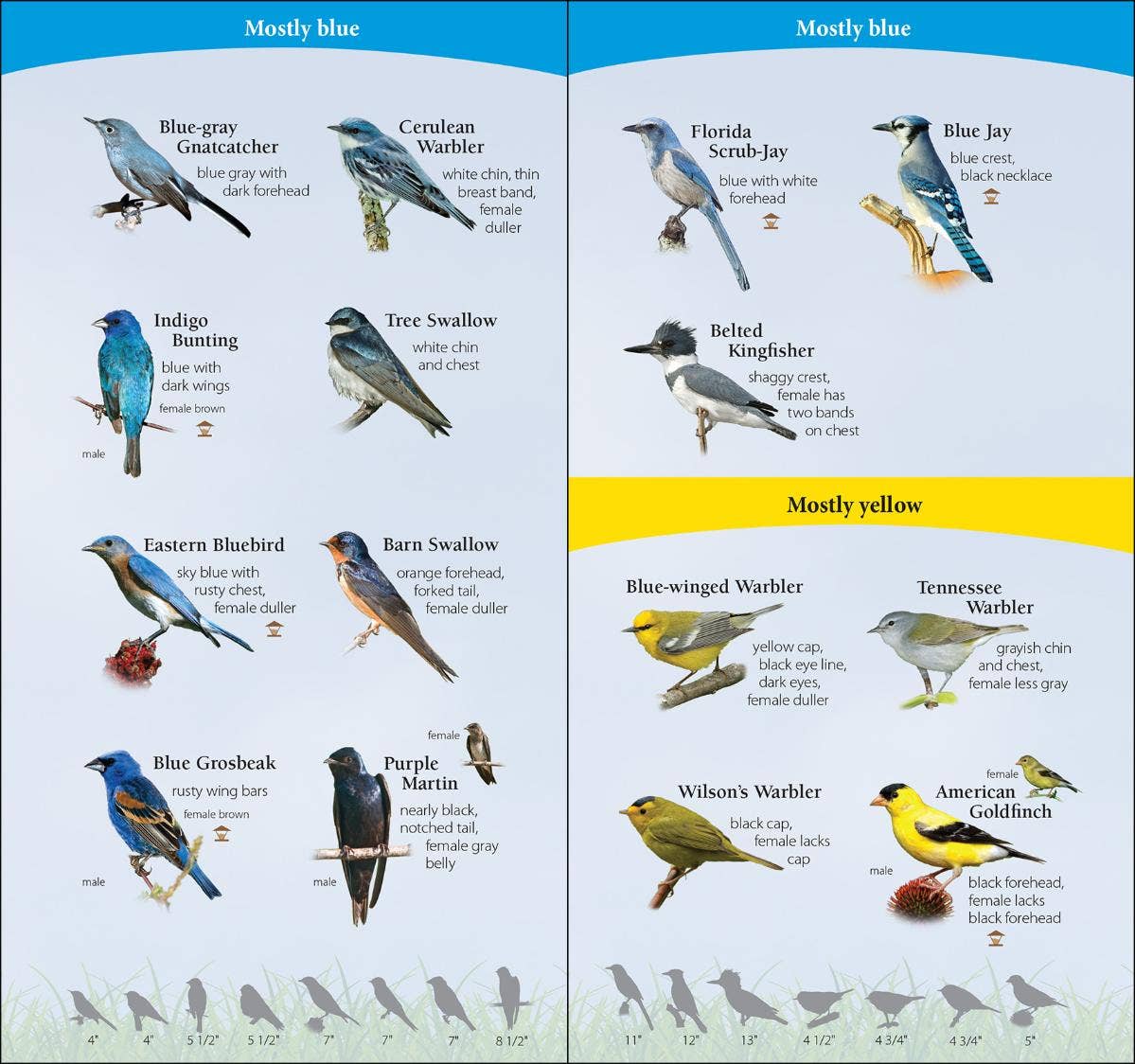 Birds of South Quick Guide