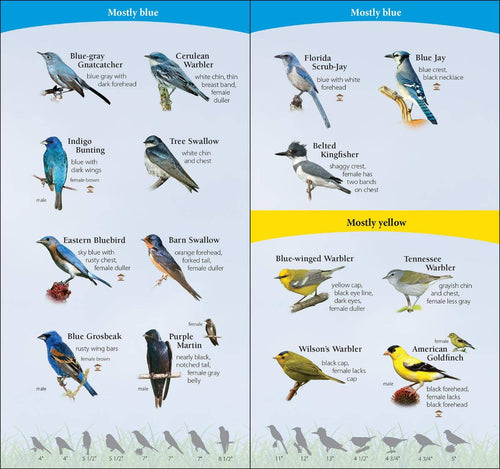 Birds of South Quick Guide