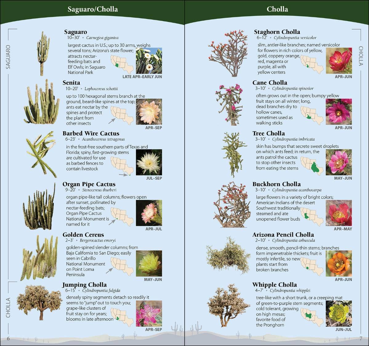 Cactus of Southwest Quick Guide