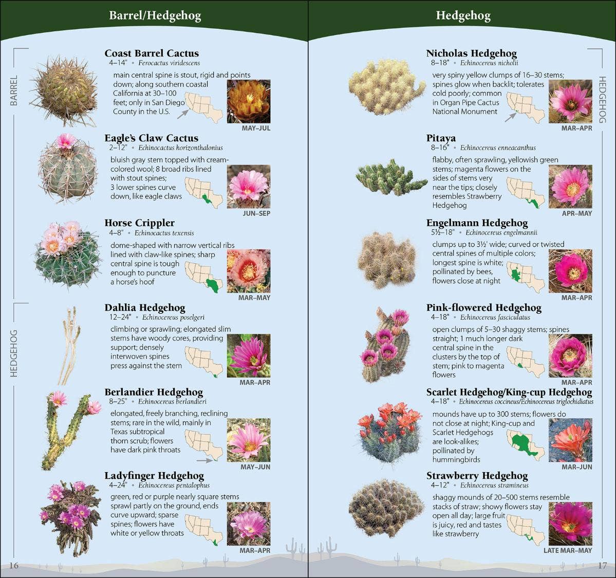 Cactus of Southwest Quick Guide