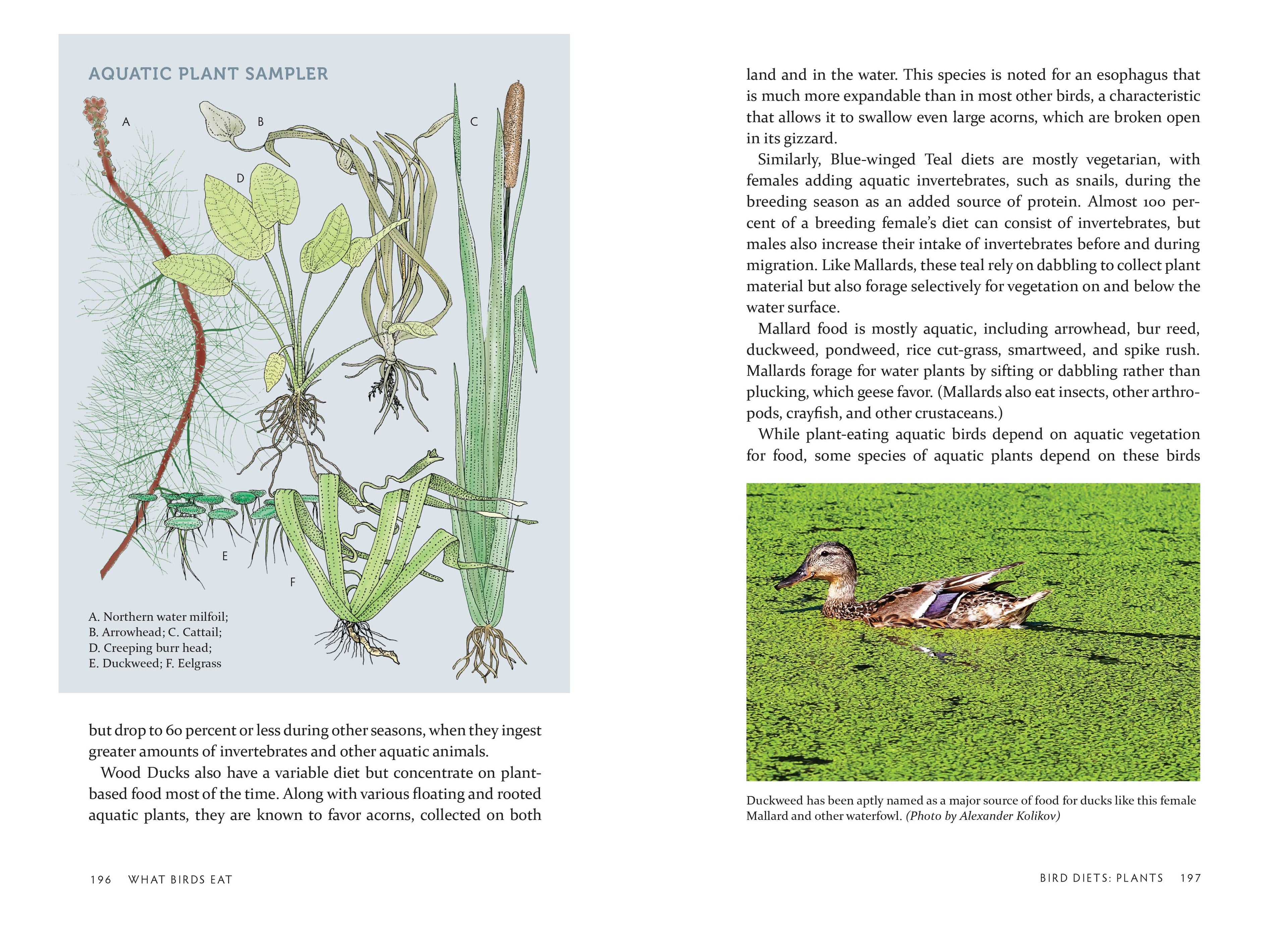 What Birds Eat