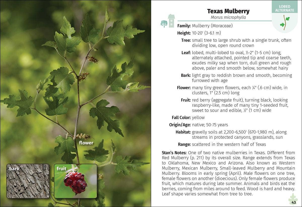 Trees of Texas Field Guide 2e