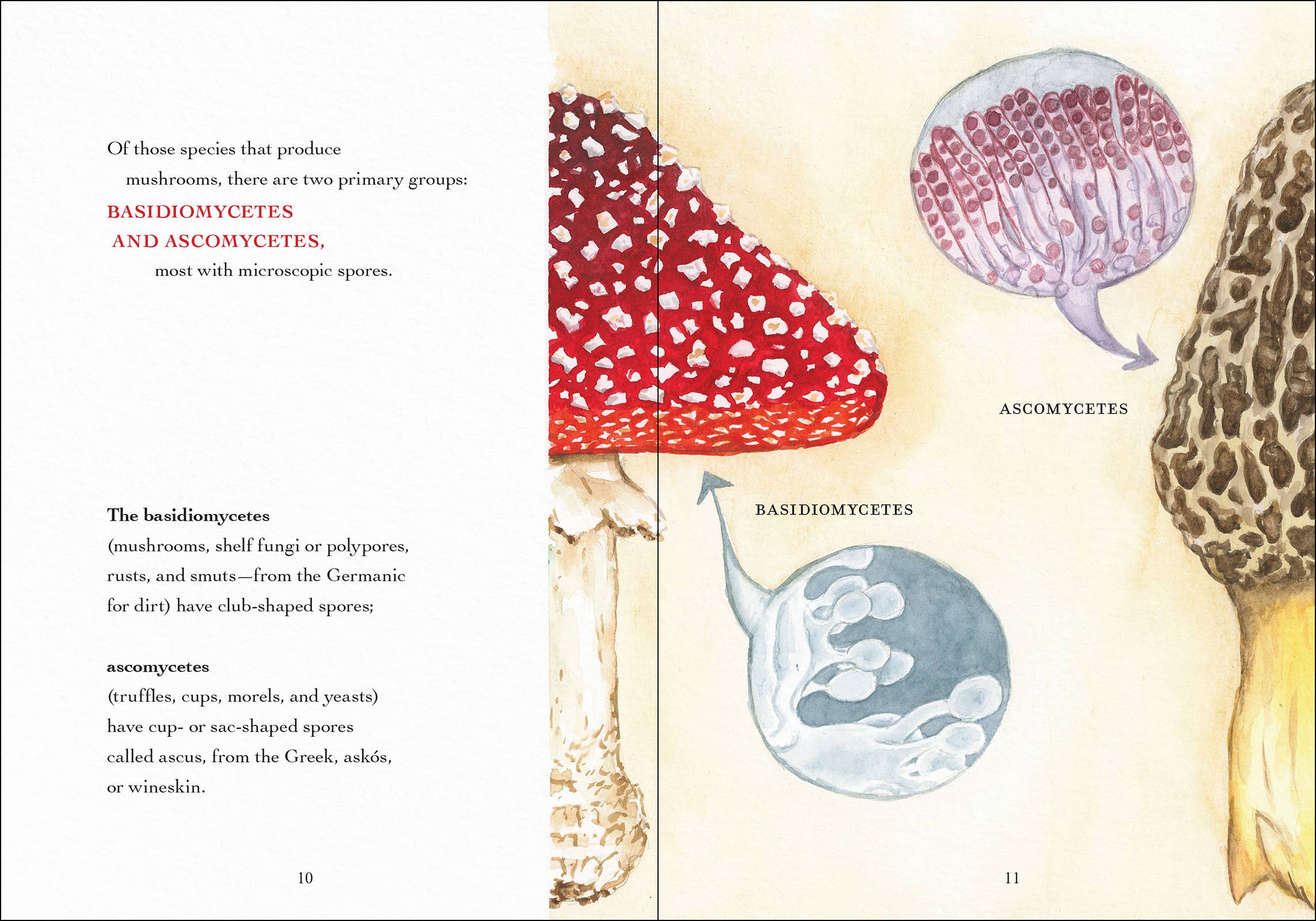 Wonder of Mushrooms