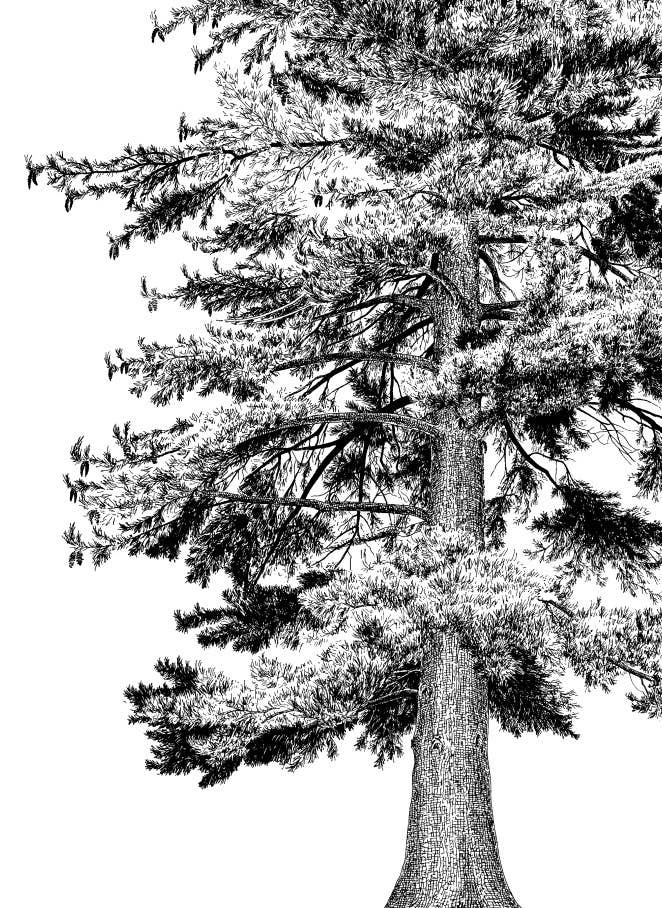 Northwest Trees, Anniversary Edition