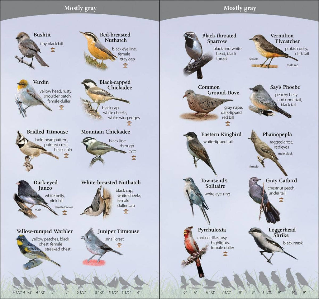Birds of Southwest Quick Guide